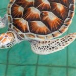 Khao Lak Sea Turtles Temples Bamboo Rafting Tour - Lam Kaen Temple — A Moment of Calm