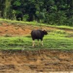 Khao Sok National Park: 3-day nature & jungle tour on Cheow Lan Lake - What Makes This Tour Stand Out?