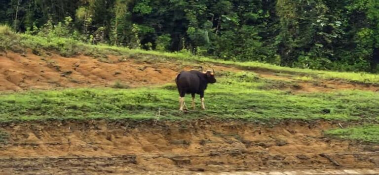 Khao Sok National Park: 3-day nature & jungle tour on Cheow Lan Lake - What Makes This Tour Stand Out?