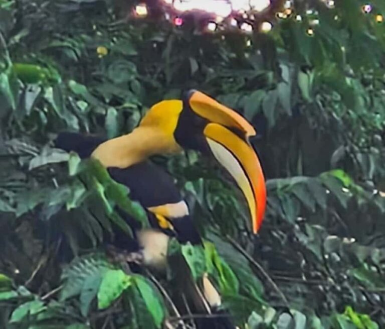 Khao Sok: Sunrise Wildlife Trek with Jungle Breakfast - The Detailed Experience of the Sunrise Wildlife Trek