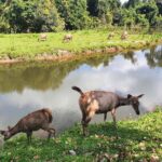 Khao Yai Waterfalls and Wilderness Private Chartered Tour - Value and Practicality of the Tour