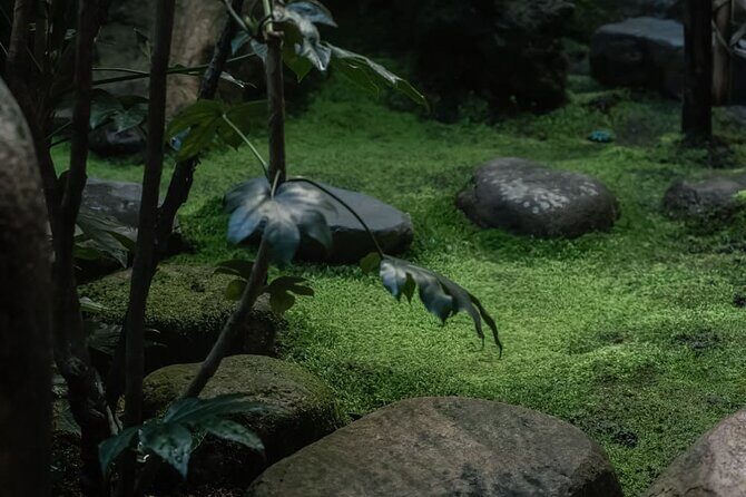 Kimono Tea Ceremony at Kyoto Maikoya, Karasuma Shijo - Additional Practical Tips