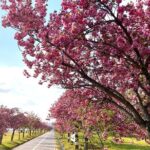 King Cherry Blossom Trail with Starfield One Day Tour from Seoul - What’s Included and What’s Not