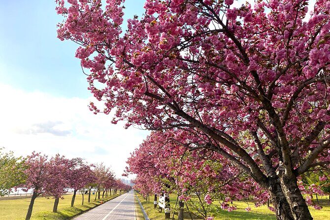 King Cherry Blossom Trail with Starfield One Day Tour from Seoul - What’s Included and What’s Not