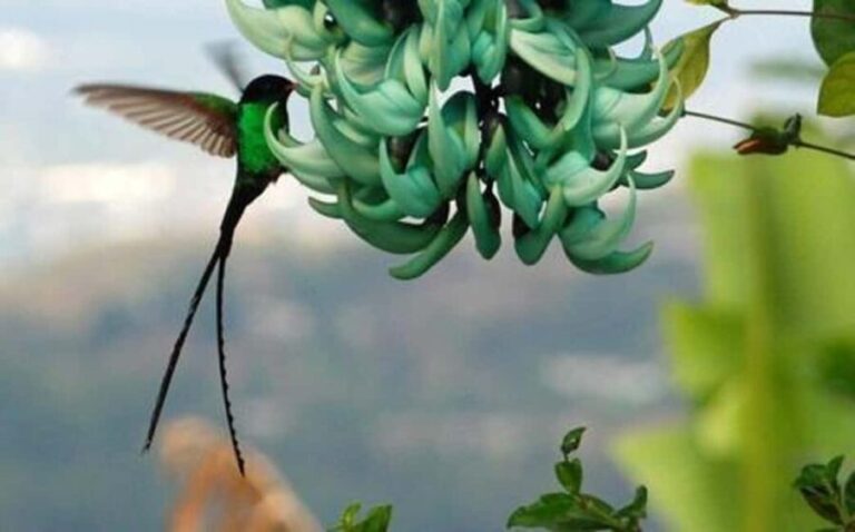 Kingston Blue Mountains Tour with Coffee Tasting - Practical Details and What to Expect