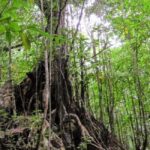 Kingstown: Vermont Nature Trail Hike with Parrot Viewing - What to Expect During Your Hike