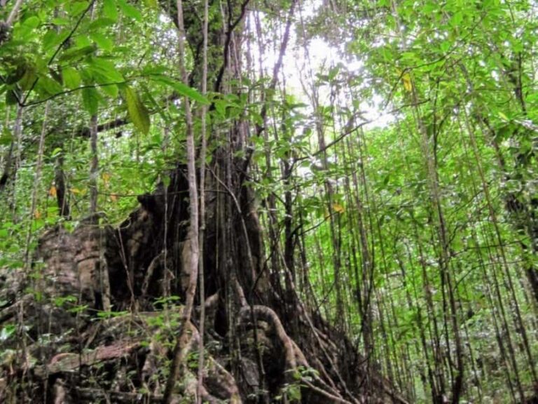 Kingstown: Vermont Nature Trail Hike with Parrot Viewing - What to Expect During Your Hike