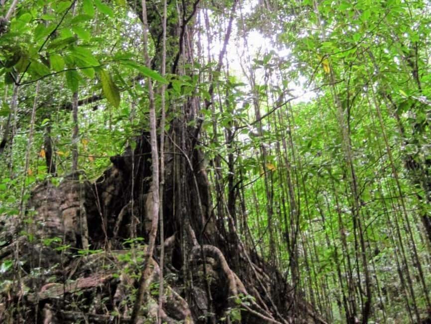 Kingstown: Vermont Nature Trail Hike with Parrot Viewing - What to Expect During Your Hike