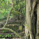 Kintamani: Trunyan Village Cemetery Tour - Detailed Review of the Trunyan Village Cemetery Tour
