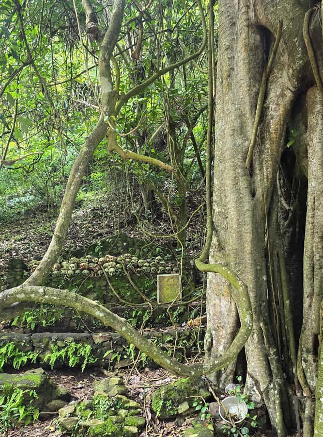 Kintamani: Trunyan Village Cemetery Tour - Detailed Review of the Trunyan Village Cemetery Tour
