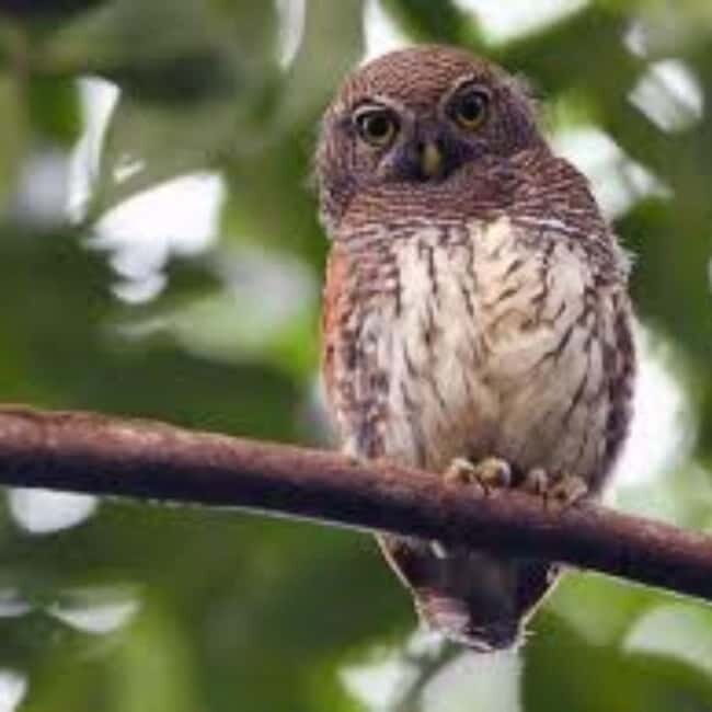 Kitulgala: Guided Full-Day Bird Watching & Cycling Tour - What’s Included & What to Consider