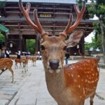 Kiyomizu dera Fushimi Inari and Nara Park Day Tour - Transportation and Timing