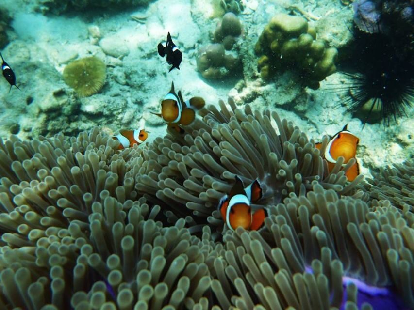 Ko Lanta: 4 Islands Snorkeling Tour by Longtail Boat - Snorkeling and Marine Life  