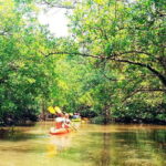Ko Lanta: Mangrove Kayaking with Lunch and Hotel Transfer - The Practical Details: What Makes This Tour Stand Out?
