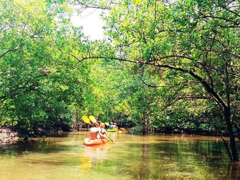 Ko Lanta: Mangrove Kayaking with Lunch and Hotel Transfer - The Practical Details: What Makes This Tour Stand Out?