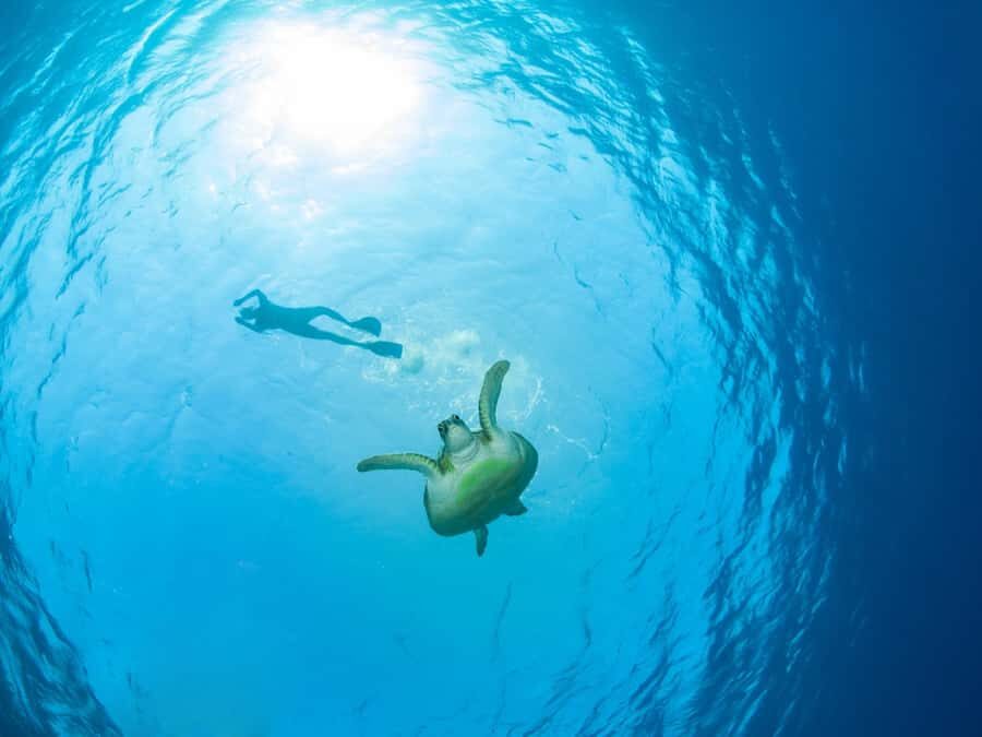 Ko Samui: Unique Ko Tao & Ko Nang Yuan Snorkeling Day Trip - What Travelers Can Expect: Honest Insights