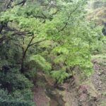Kobe: Nunobiki Falls Morning Guided Hike - What Reviewers Say