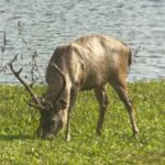 Kochi:- Same Day Periyar Wildlife Tour with Elephant Bath - Practical Details and Tips