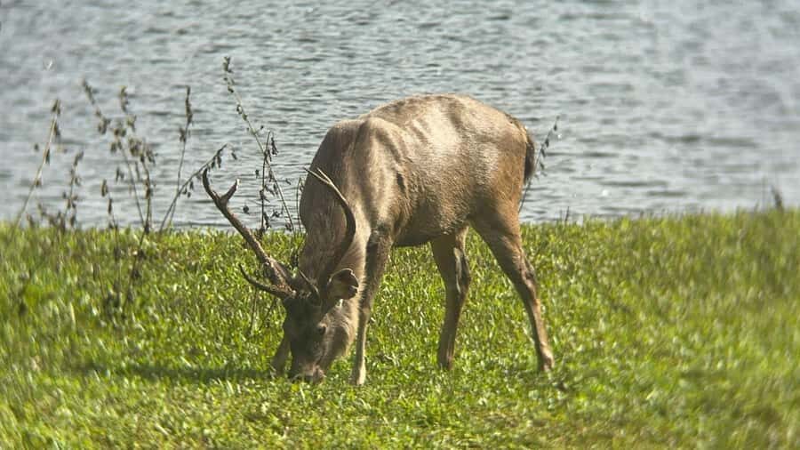 Kochi:- Same Day Periyar Wildlife Tour with Elephant Bath - Practical Details and Tips