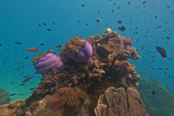 Koh Kood Snorkeling Speedboat Tour with Lunch and Transfer - Whats Included and What to Expect