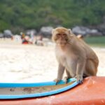Koh Larn Monkey Beach Guided Tour and Watersports - Is This Tour Worth It? Analyzing the Value