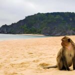 Koh Larn Monkey Beach Guided Tour and Watersports - Discovering Quiet Coves and Hidden Viewpoints