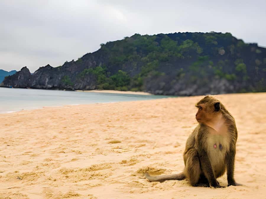 Koh Larn Monkey Beach Guided Tour and Watersports - Discovering Quiet Coves and Hidden Viewpoints