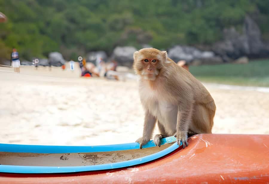 Koh Larn Monkey Beach Guided Tour and Watersports - Is This Tour Worth It? Analyzing the Value