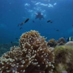 Koh Lipe: Half-Day Snorkeling (Morning/Afternoon/Sunset) - Why Pick This Tour?