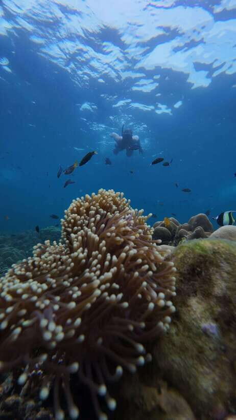 Koh Lipe: Half-Day Snorkeling (Morning/Afternoon/Sunset) - Why Pick This Tour?
