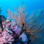 Koh Lipe: Marine Park Guided Scuba Tour for Certified Divers - Detailed Breakdown of the Itinerary