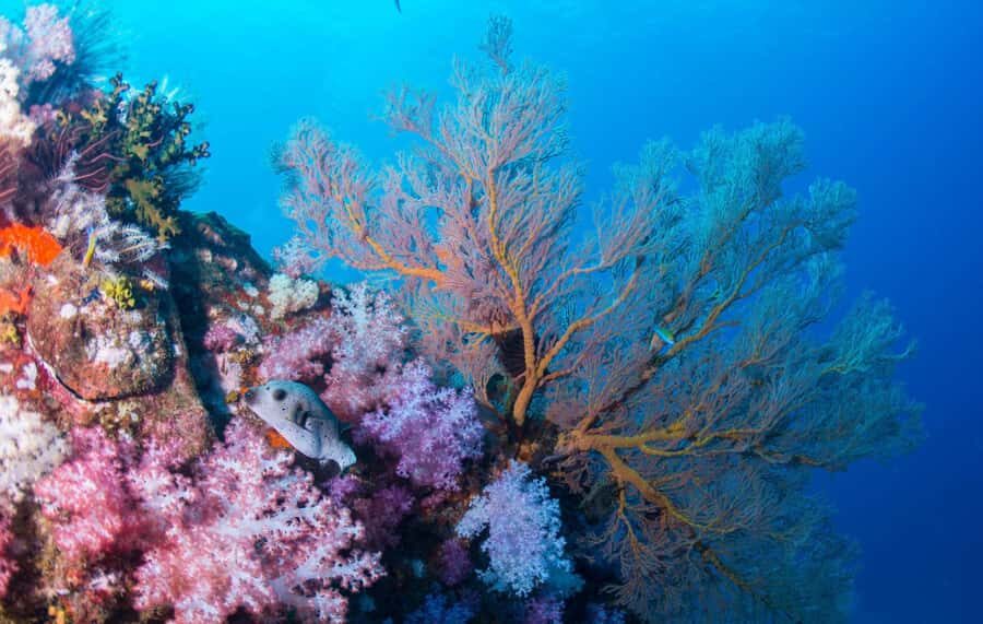 Koh Lipe: Marine Park Guided Scuba Tour for Certified Divers - Detailed Breakdown of the Itinerary