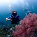 Koh Lipe: Scuba Refresher and Fun Dive for Certified Divers - What to Expect on the Day