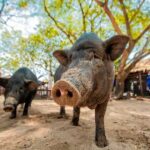 Koh Madsum and Koh Tan Snorkeling Trip By Speedboat From Koh Samui - The Real Experiences – What Travelers Say