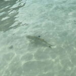 Koh Phi Phi: Halfday Maya Bay Sunset & Plankton by Speedboat - Practical Details and What to Bring