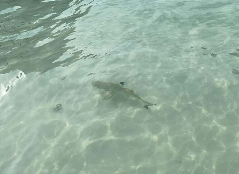 Koh Phi Phi: Halfday Maya Bay Sunset & Plankton by Speedboat - Practical Details and What to Bring