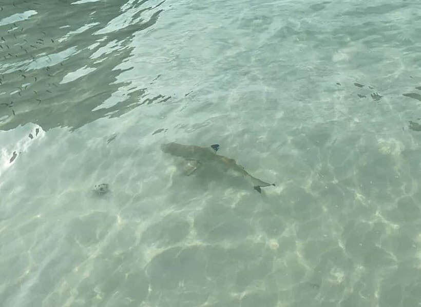 Koh Phi Phi: Halfday Maya Bay Sunset & Plankton by Speedboat - Practical Details and What to Bring