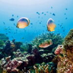 Koh Rok and Koh Haa Snorkeling Tour with Beachside Lunch - Authentic Experiences and Review Insights