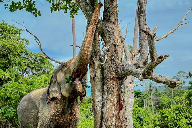 Koh Samui Elephant Home Sanctuary and the first Elephant Museum - An Honest Look at the Koh Samui Elephant Sanctuary and Museum Tour