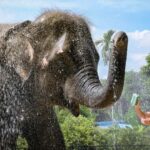 Koh Samui: Elephant Sanctuary Tour - Feed & Shower Elephants - Final Thoughts: Is This the Right Choice?