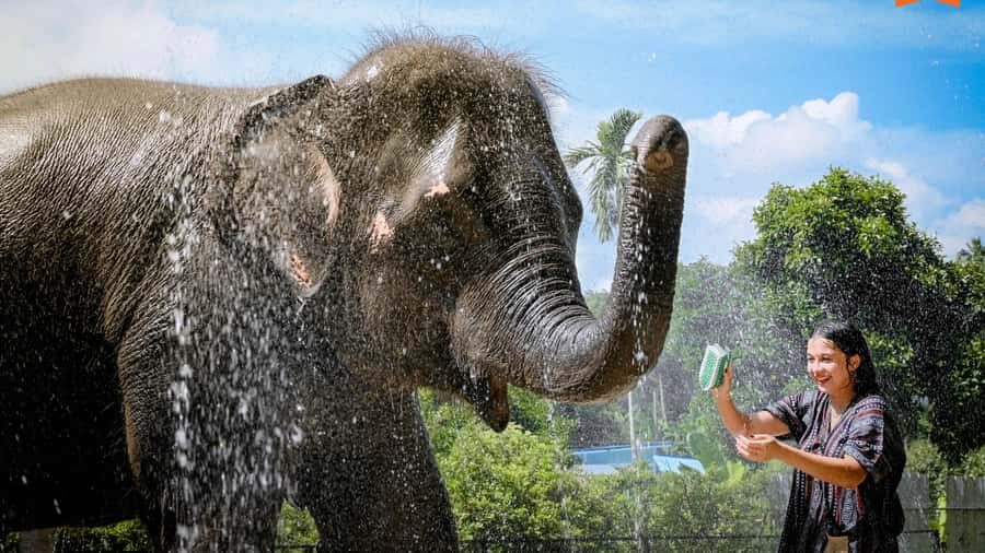Koh Samui: Elephant Sanctuary Tour - Feed & Shower Elephants - Final Thoughts: Is This the Right Choice?