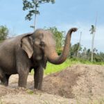 Koh Samui: Ethical Elephant Home Guided Tour with Transfers - Frequently Asked Questions