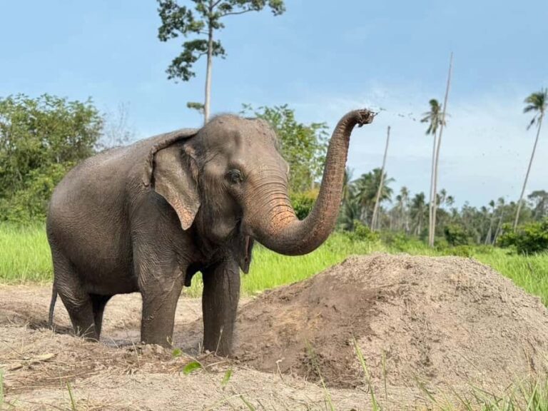 Koh Samui: Ethical Elephant Home Guided Tour with Transfers - Frequently Asked Questions