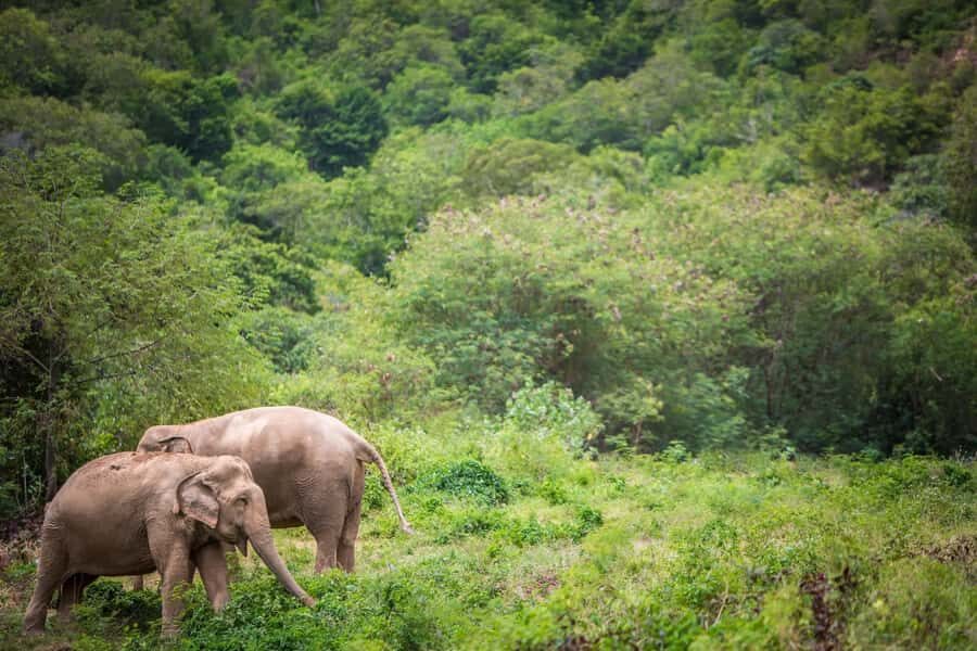 Koh Samui: Ethical Elephant Sanctuary Tour with Buffet Lunch - Deep Dive: Why This Tour Stands Out