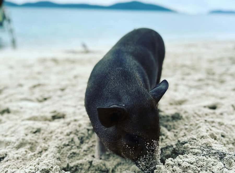 Koh Samui: Jetski Safari, Snorkeling to Pig & Virgin Islands - Detailed Breakdown of the Itinerary