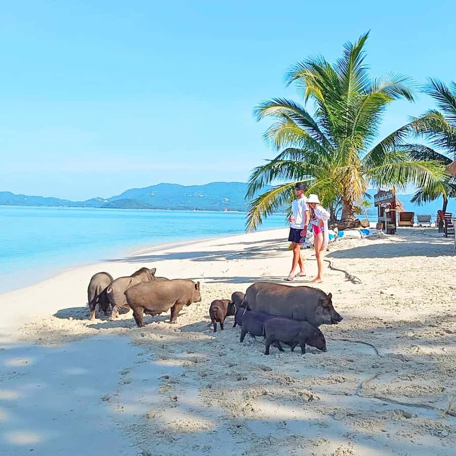 Koh Samui: Koh Mudsum & Koh Tan by Longtail Boat with Lunch - The Practical Side: Transportation, Group Size, & Pricing
