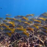 Koh Samui: Koh Tao & Koh Nang Yuan Snorkel Trip with Lunch - Practical Details: What to Know Before You Go