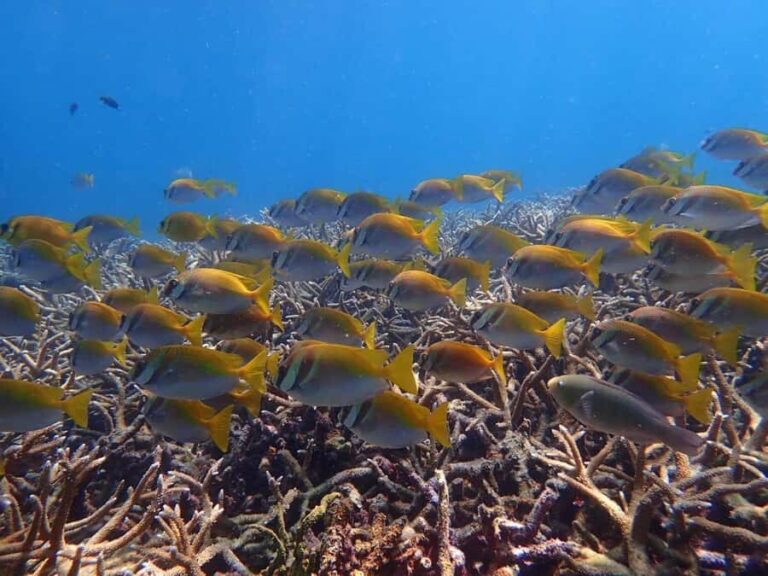 Koh Samui: Koh Tao & Koh Nang Yuan Snorkel Trip with Lunch - Practical Details: What to Know Before You Go