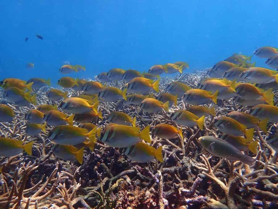 Koh Samui: Koh Tao & Koh Nang Yuan Snorkel Trip with Lunch - Practical Details: What to Know Before You Go