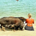 Koh Samui: Pig Island & Koh Tan Longtail Boat with Snorkel - Snorkeling at Koh Tan: Short but Sweet